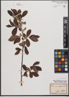 Foto von Salix appendiculata Vill.